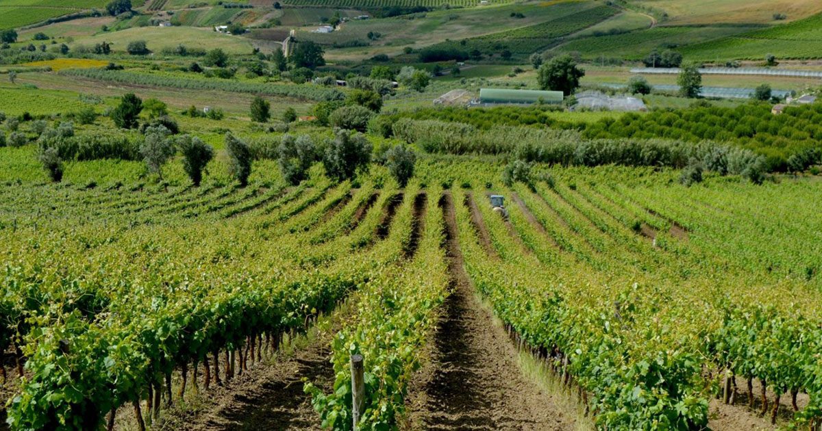 Prova de vinhos no team building Vinho – Enologar por um dia, região Oeste